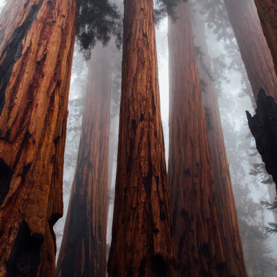 SMELL THE DIFFERENCE